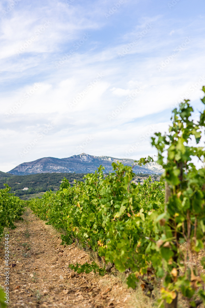 Vue sur le vignoble de Saint-Saturnin-de-Lucian dominé par le Mont Saint-Baudille (Occitanie, France)
