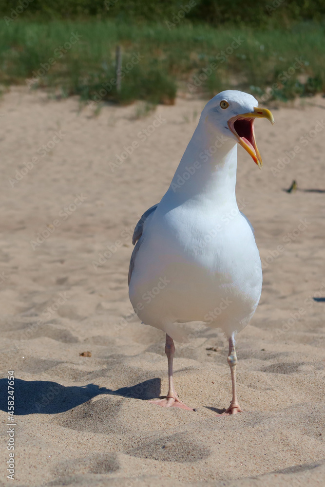 Obraz premium Beautiful sea gull with open beak standing on a sandy beach during the summer, sunny day.