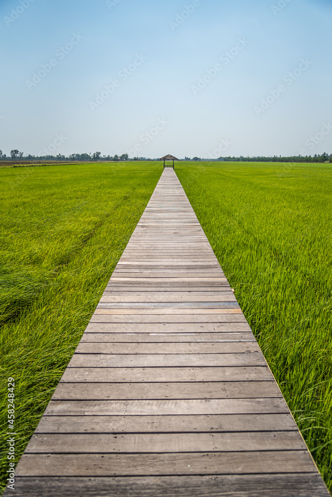 Wooden bridge on the rice field, walkway to destination Wooden bridge on the rice field, walkway to destination