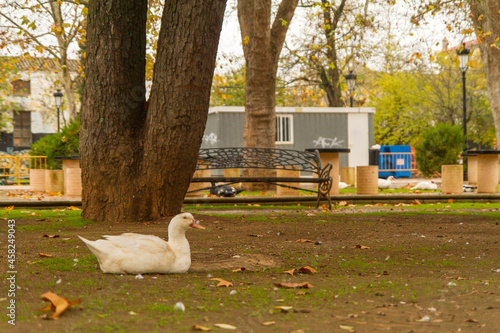 Pato o Duck en el pueblo de Zafra, provincia de Badajoz, comunidad autonoma de Extremadura, pais de España o Spain photo