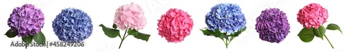 Fényképezés Set with delicate beautiful hortensia flowers on white background
