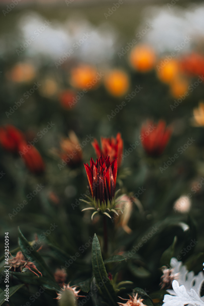 Exotic red wild autumnal flowers growing in the nature. Autumn, fall, thanksgiving natural organic decoration. Beautiful nature scene. Exotic red wild autumnal flowers growing in the nature. Autumn, fall, thanksgiving natural organic decoration. Beautiful nature scene.