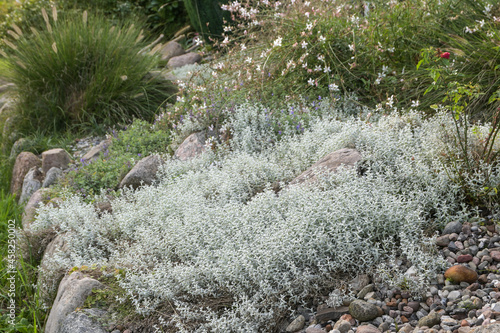 Silver gray evergreen foliage of Cerastium tomentosum also called Snow-in-summer, a carpet forming groundcover for rock gardens, copy space, selected focus photo