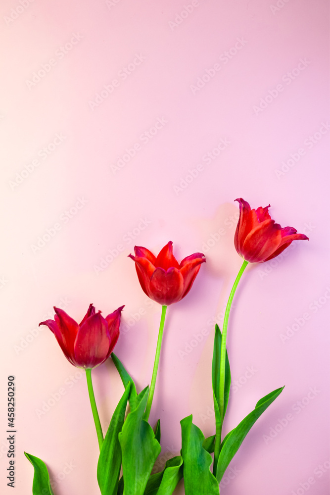 Fototapeta premium Red tulips on pink background. Florist shop concept. Beautiful floral banner.