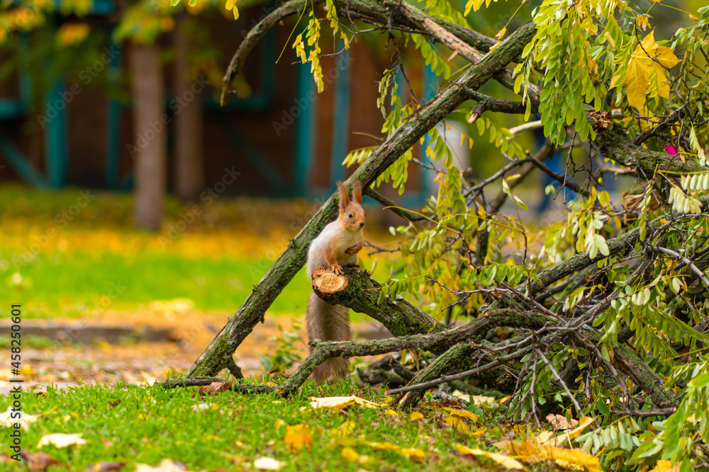 A fluffy beautiful squirrel is looking for food among fallen yellow leaves in the autumn in a city park A fluffy beautiful squirrel is looking for food among fallen yellow leaves in the autumn in a city park