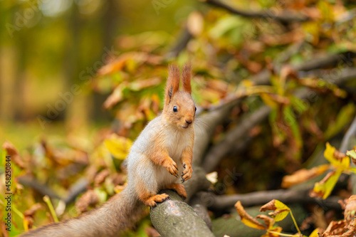 Close-up portrait of a fluffy beautiful squirrel on a branch of a sawn tree with yellow leaves in an autumn park