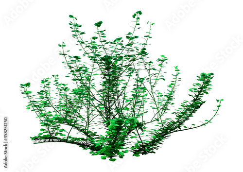 3D Rendering Chickweed Plant on White photo