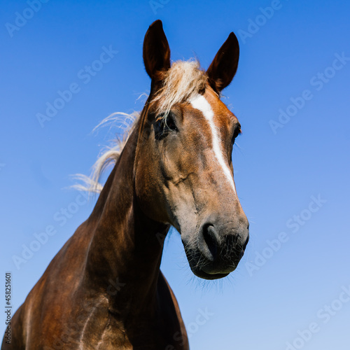 Horse on nature and in the farm. Portrait of a brown horse