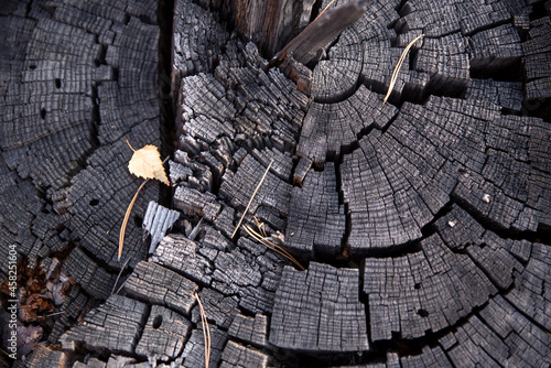 slice of old burnt wood, texture