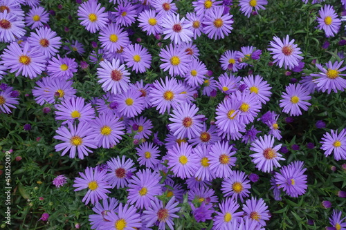 Tender violet flowers of Michaelmas daisies in October