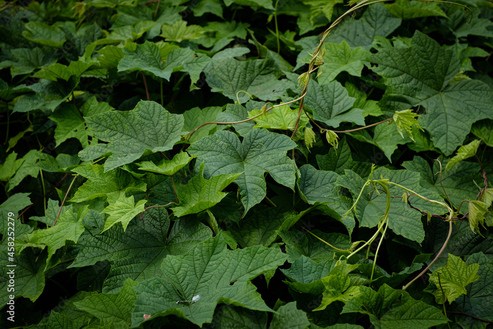 green leaves background green leaves background