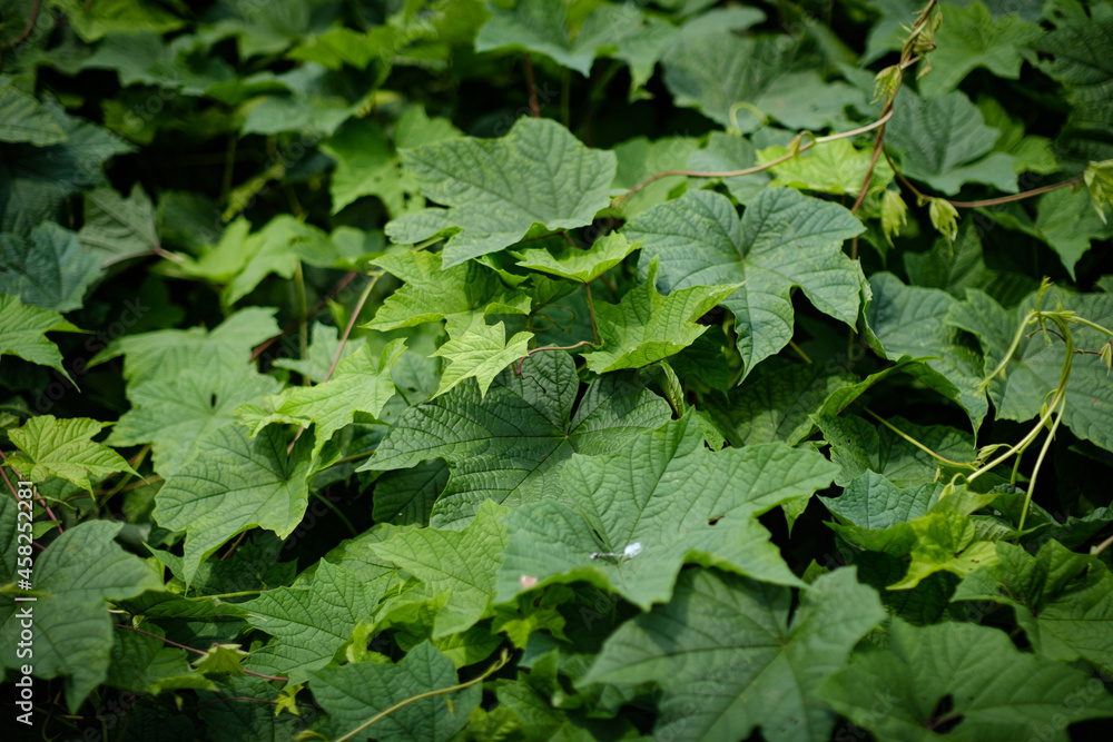 green leaves background green leaves background