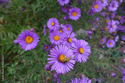 Pollination of purple flowers of Symphyotrichum novae-angliae in October