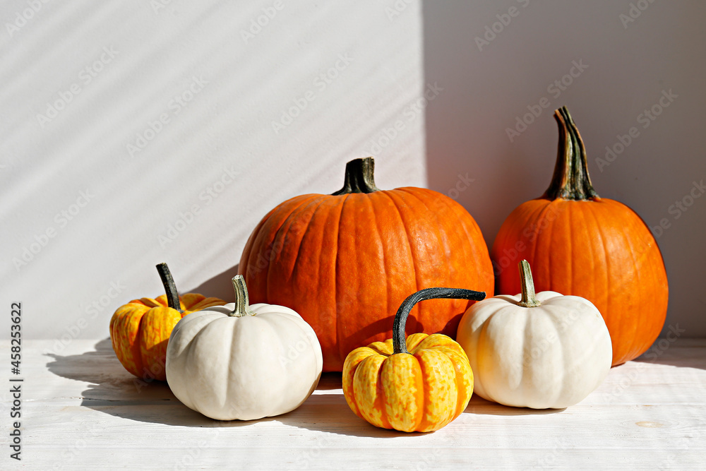 Bunch of classic orange, hooligan and baby boo pumpkins on bright background as a symbol of autumnal holidays with a lot of copy space for text. Close up. Bunch of classic orange, hooligan and baby boo pumpkins on bright background as a symbol of autumnal holidays with a lot of copy space for text. Close up.