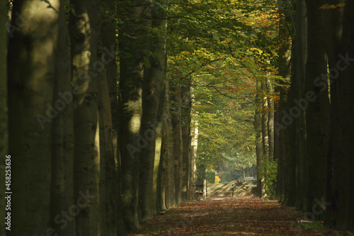 A path through a Beech forest in autumn