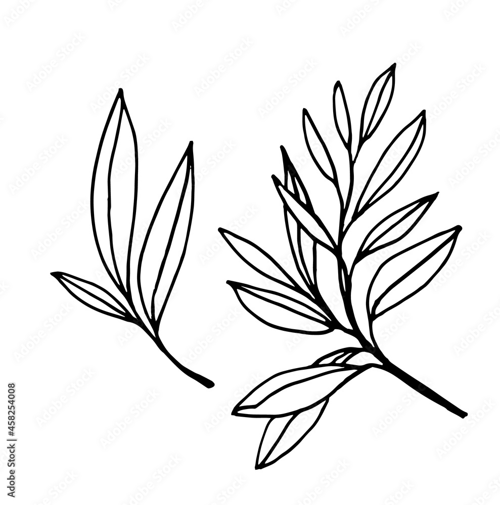 Vector Linear drawing of a branch with leaves. Outline hand-drawn black and white sketch of the plant. Vector Linear drawing of a branch with leaves. Outline hand-drawn black and white sketch of the plant.