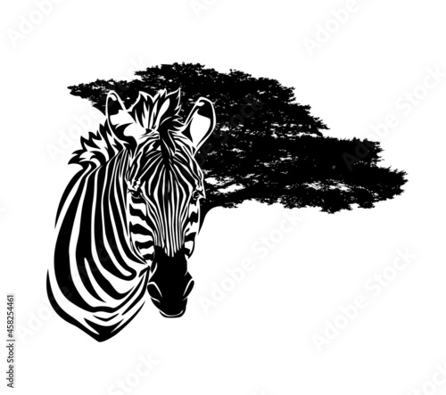 wild african zebra head and wide savannah tree branches in the background - black and white animal vector outline portrait design