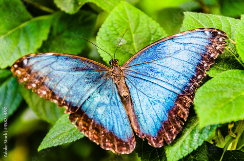 Beautiful Morpho Peleides (Blue Morpho) butterfly on green leaves