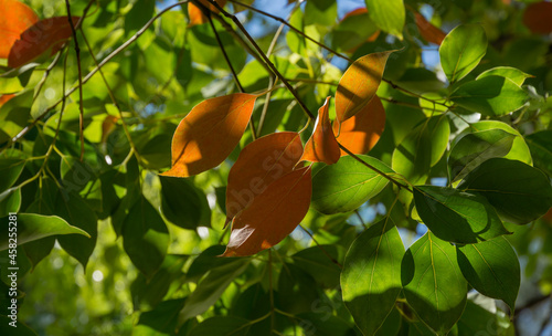 Fotografija Close-up of beautiful evergreen leaves of camphor tree (Cinnamomum camphora) common camphor wood or camphor laurel in Arboretum Park Southern Cultures in Sirius (Adler) Sochi