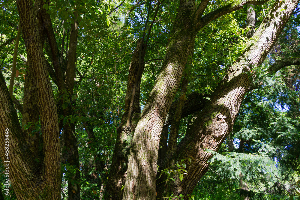 Textured trunks of large camphor tree (Cinnamomum camphora) common camphor wood or camphor laurel with evergreen leaves in Arboretum Park Southern Cultures in Sirius (Adler) Sochi. Textured trunks of large camphor tree (Cinnamomum camphora) common camphor wood or camphor laurel with evergreen leaves in Arboretum Park Southern Cultures in Sirius (Adler) Sochi.