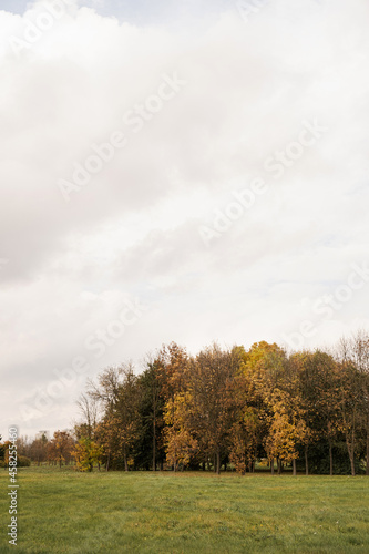 View of autumn fall city park trees with gold yellow, orange leaves and green grass. Autumn forest natural background