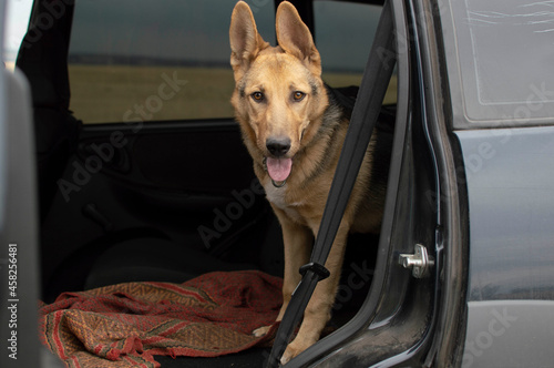 The dog is sitting in the car and waiting for the owner with the door open. © Inna