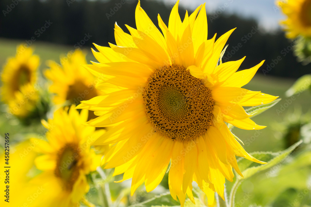 Obraz premium blühende Sonnenblume auf einem Feld