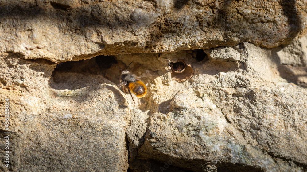 abeille en plein vol devant mur en pierre