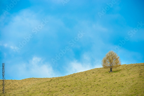 Lonely european larch tree (Larix decidua) on top of mountain with clear blue sky. Scenic nature green and blue background with autumn leafless larch photo