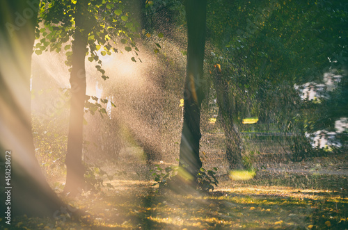 Summer rain. Rain in the forest with sun casting warm rays between the trees. Abstract natural backgrounds for your design