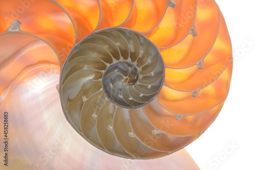 Nautilus pompilius, living fossil mollusca. Chambered Nautilus shell cutaway isolated on white. Shell pearl nautilus Fibonacci section spiral pearl symmetry half cross golden ratio mother of pearl