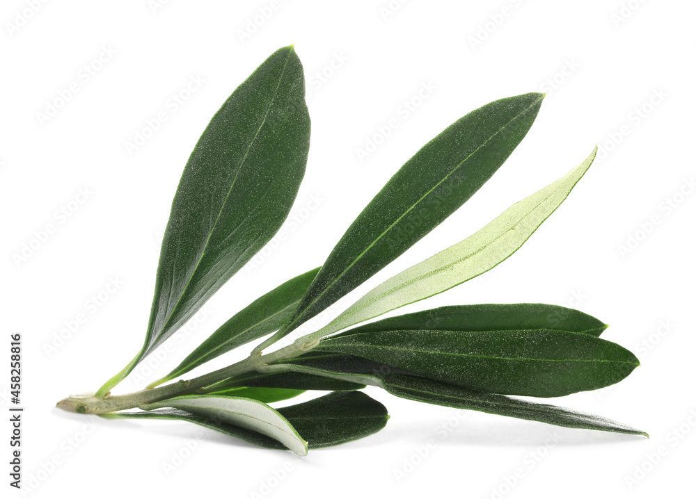 Obraz premium Olive tree branch with green leaves on white background