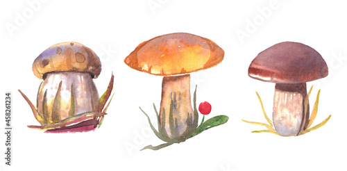 set of bright mushrooms