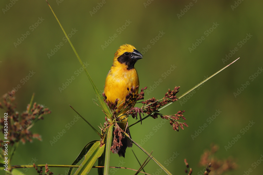 Fototapeta premium yellow billed hornbill