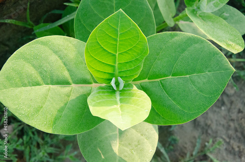 Selective focus on CALOTROPIS PROCERA plant isolated with blur background in morning sun light in park. White flowers, green leaves and fruits.  photo