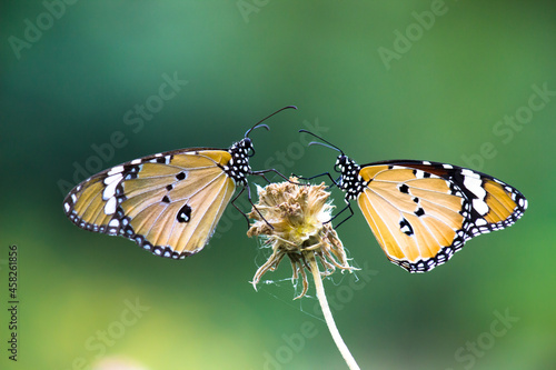 Close up of Plain Tiger Danaus chrysippus butterflies  resting on the flower plant in natures green background
