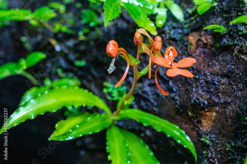 Habenaria rhodocheila Hance, beautiful wild orchid in rainseason in tropical forest.