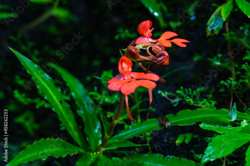 Habenaria rhodocheila Hance, beautiful wild orchid in rainseason in tropical forest. photo