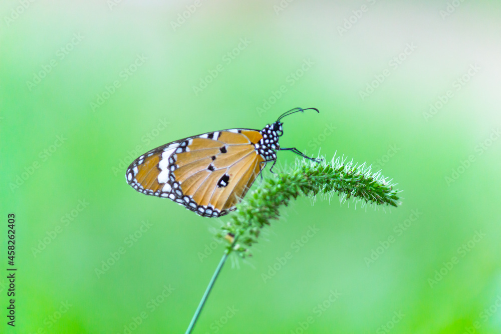 Close up of Plain Tiger Danaus chrysippus butterfly resting on the flower plant in natures green background
