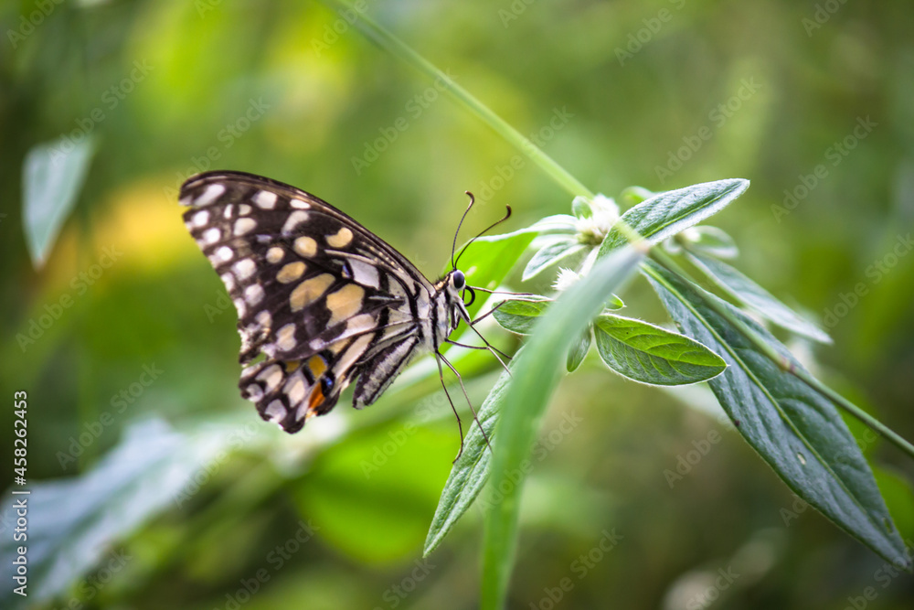 Lemon butterfly, lime swallowtail and chequered swallowtail image resting on the flower plants during spring season
Lemon butterfly, lime swallowtail and chequered swallowtail image resting on the flower plants during spring season