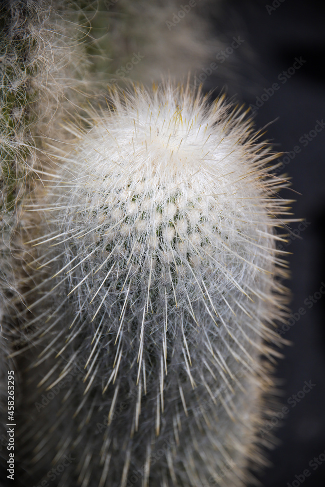 Fototapeta premium cactus blanc avec épines sur fond sombre