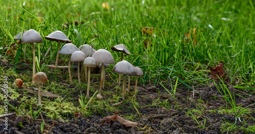 Unidentified Toadstools growing on a woodland floor