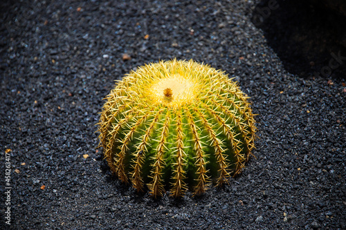 cactus vert et cœur jaune avec épines vue de dessus sur fond de sable noir