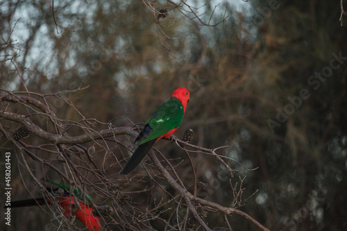 Australian King Parrot Perched in tree