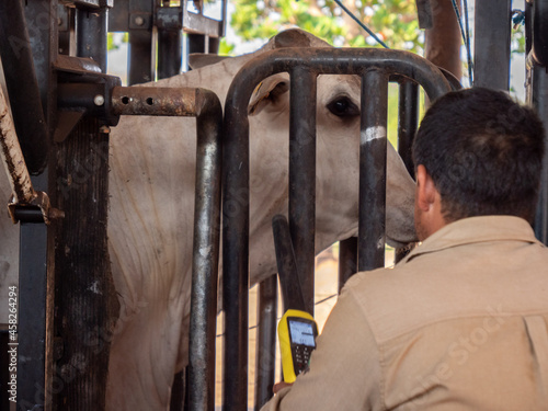 A Farm worker and a head of Nellore cattle are looking at each other inside a corral photo