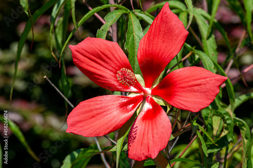 The crimson scarlet rosemallow flowers are splendid and beautiful. photo