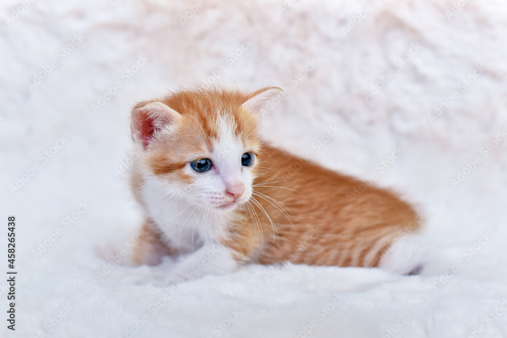 adorable kitten cat sitting comfortably on a fluffy white blanket	