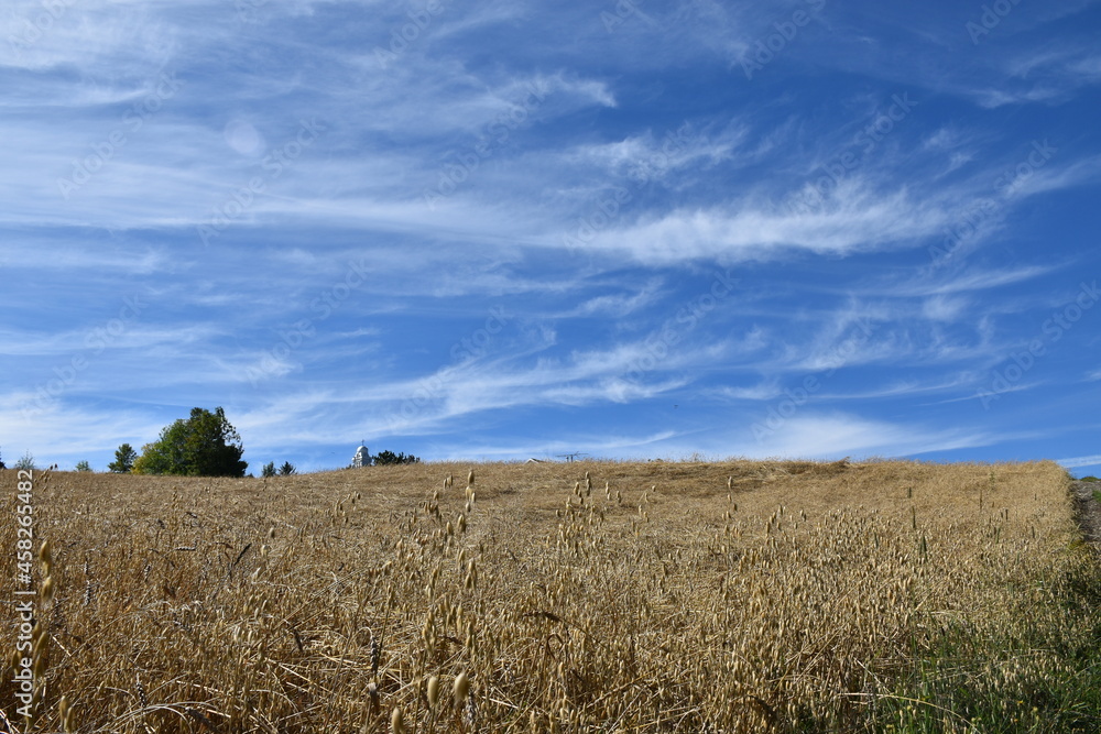 A field of oats under a blue sky, Sainte-Apolline, Québec, Canada