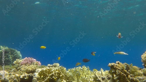 Tropical fishes of various species feeds in the surface water rich in plankton above coral reef. Visually distinguishable plankton-rich water layer (rarely seen phenomenon). Slow motion photo