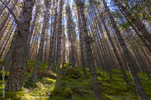Fototapeta Balmoral forest in Ballater, Scotland